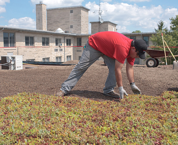 green-roof2